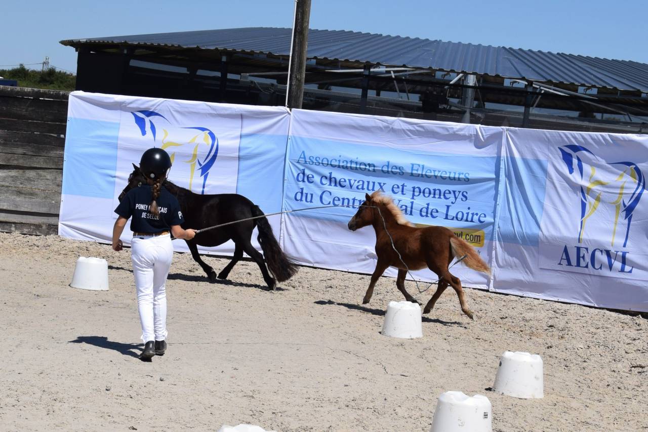 Veulen (vr) Shetland Te koop 2025 Vos ,  IRONSTAR DE CABUE