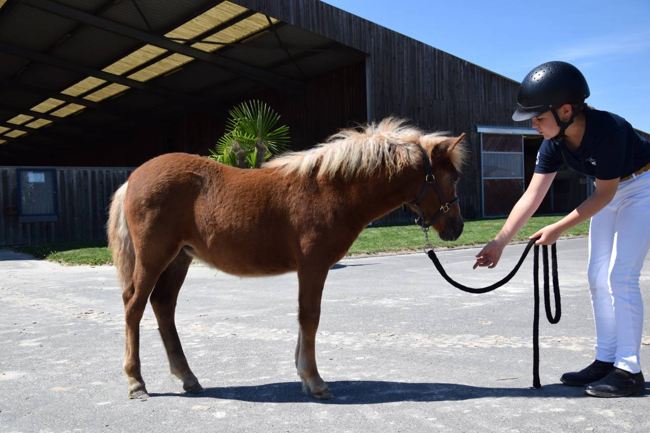 Veulen (vr) Shetland Te koop 2025 Vos ,  IRONSTAR DE CABUE