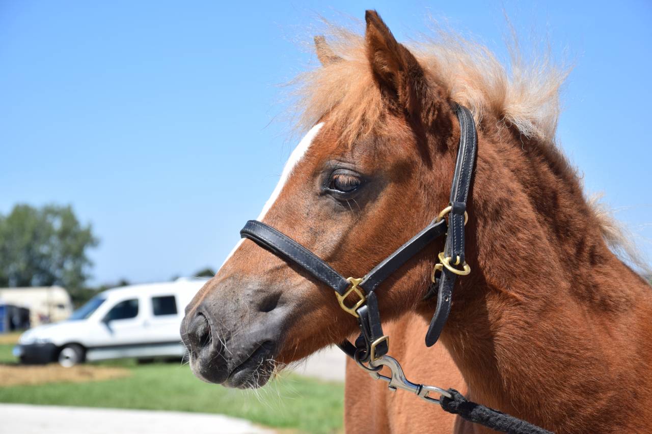 Veulen (vr) Shetland Te koop 2025 Vos ,  IRONSTAR DE CABUE