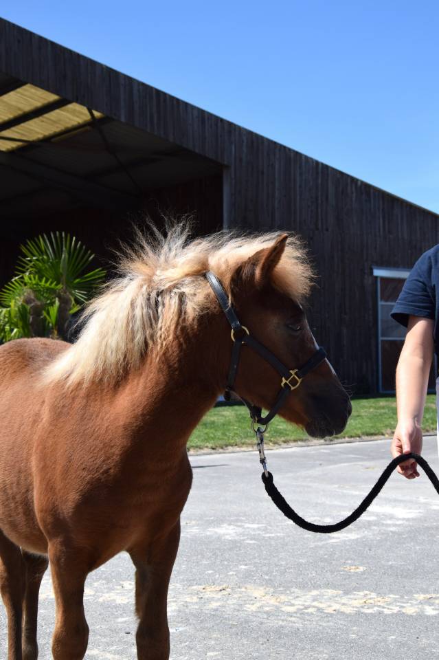 Veulen (vr) Shetland Te koop 2025 Vos ,  IRONSTAR DE CABUE