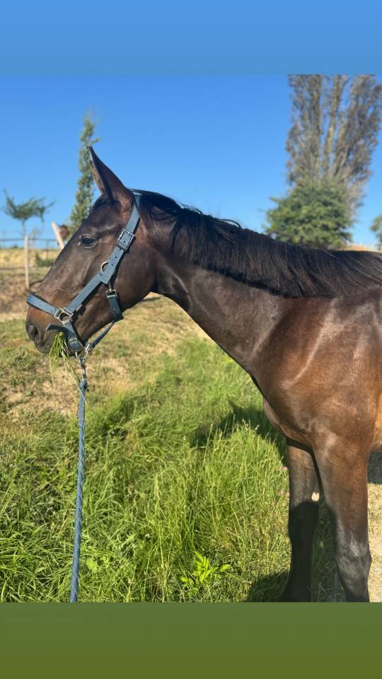 Hengst Selle Français Te koop 2023 Donker bruin / bai ,  IDEAL DE LA LOGE