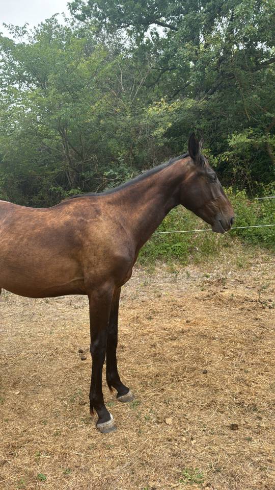 Hengst Selle Français Te koop 2023 Donker bruin / bai ,  IDEAL DE LA LOGE