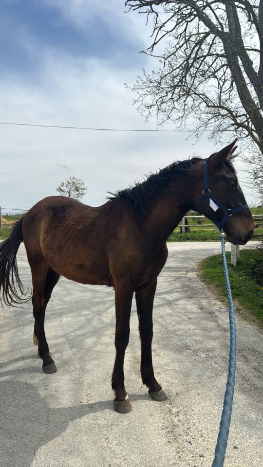 Hengst Selle Français Te koop 2023 Donker bruin / bai ,  IDEAL DE LA LOGE