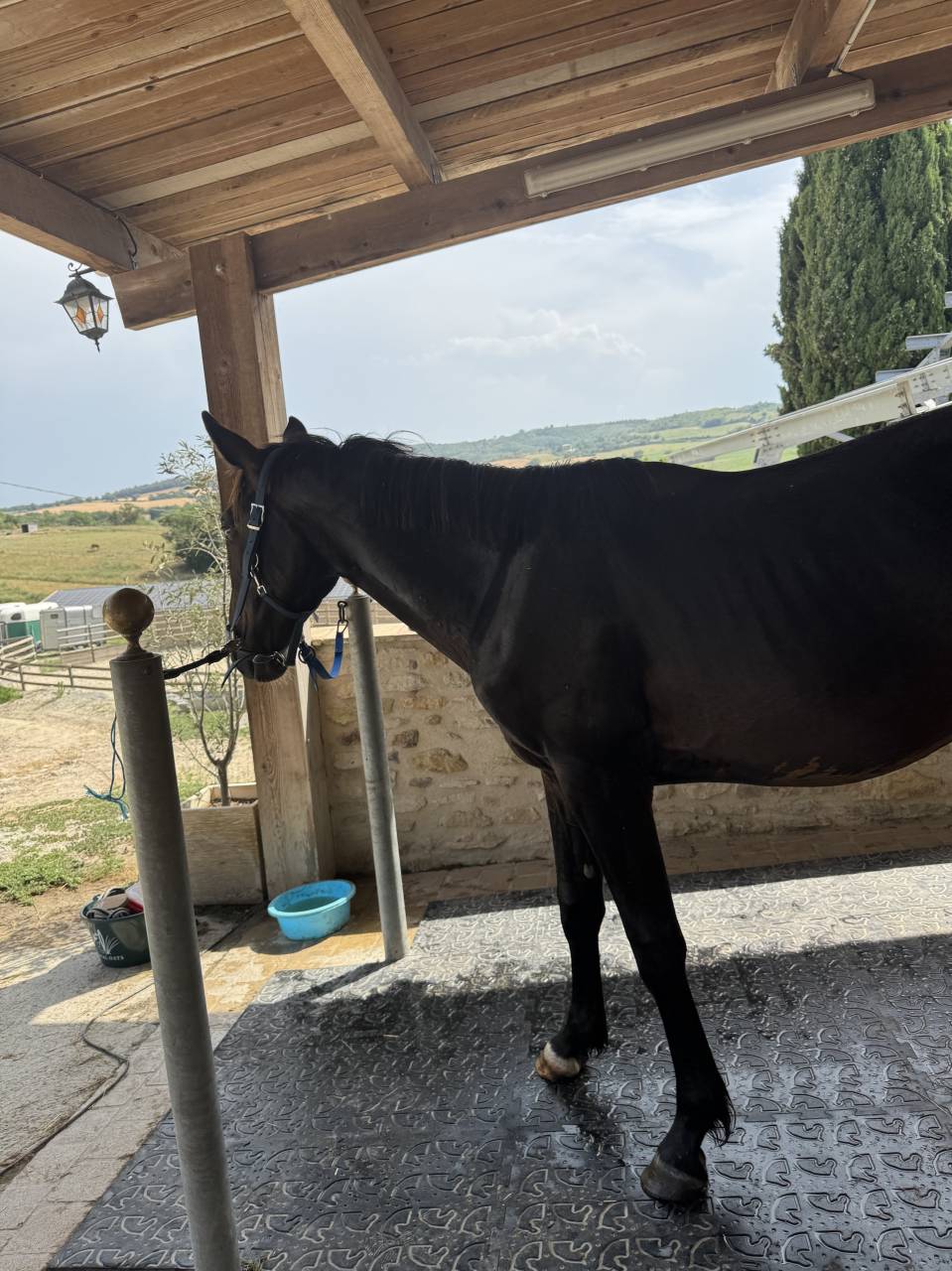 Hengst Selle Français Te koop 2023 Donker bruin / bai ,  IDEAL DE LA LOGE