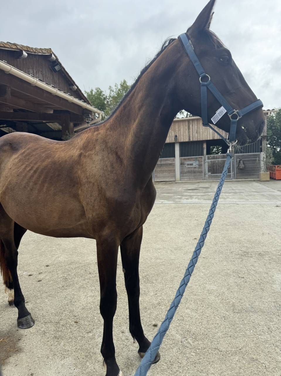 Hengst Selle Français Te koop 2023 Donker bruin / bai ,  IDEAL DE LA LOGE