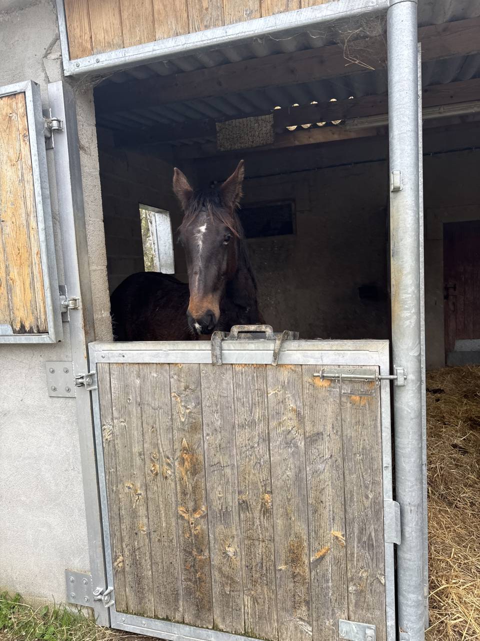 Hengst Selle Français Te koop 2023 Donker bruin / bai ,  IDEAL DE LA LOGE