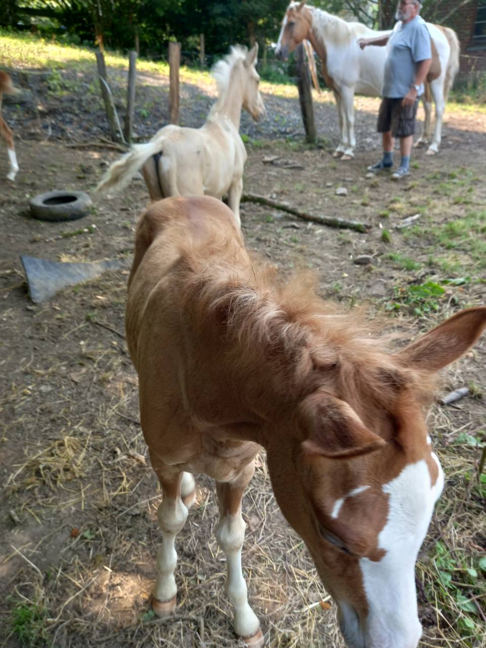 Veulen (ml) Palomino Te koop 2025 Palomino ,  Miracle du Moulin Pre