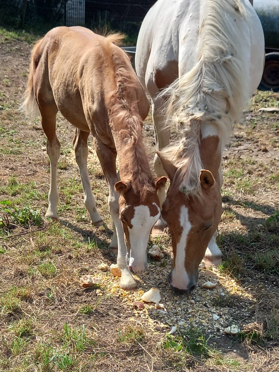 Veulen (ml) Palomino Te koop 2025 Palomino ,  Miracle du Moulin Pre