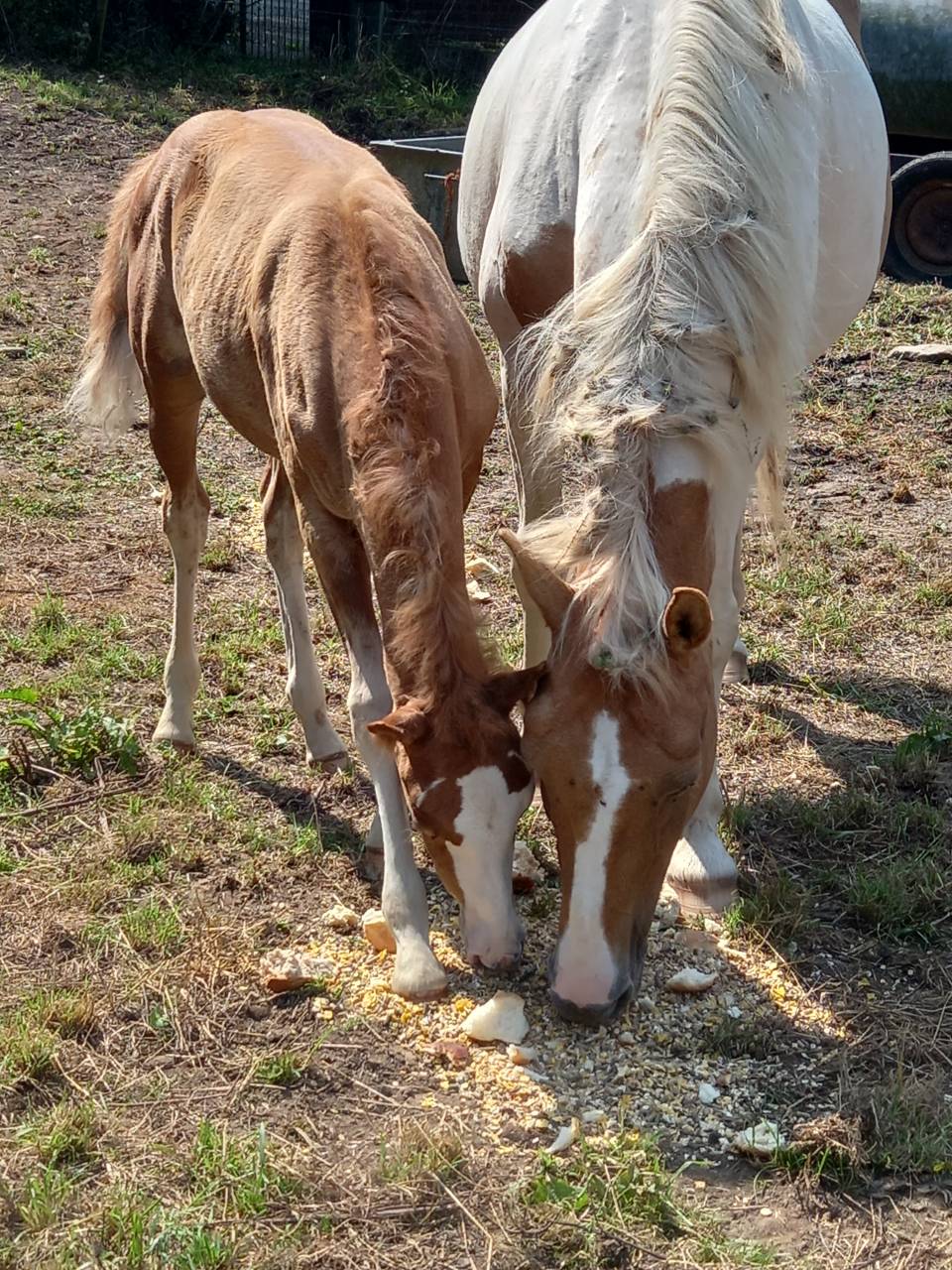 Veulen (ml) Palomino Te koop 2025 Palomino ,  Miracle du Moulin Pre