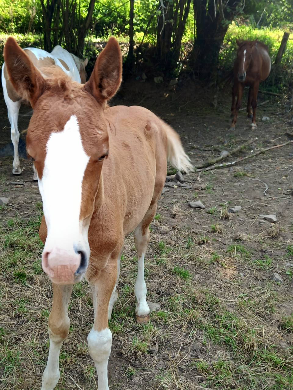 Veulen (ml) Palomino Te koop 2025 Palomino ,  Miracle du Moulin Pre