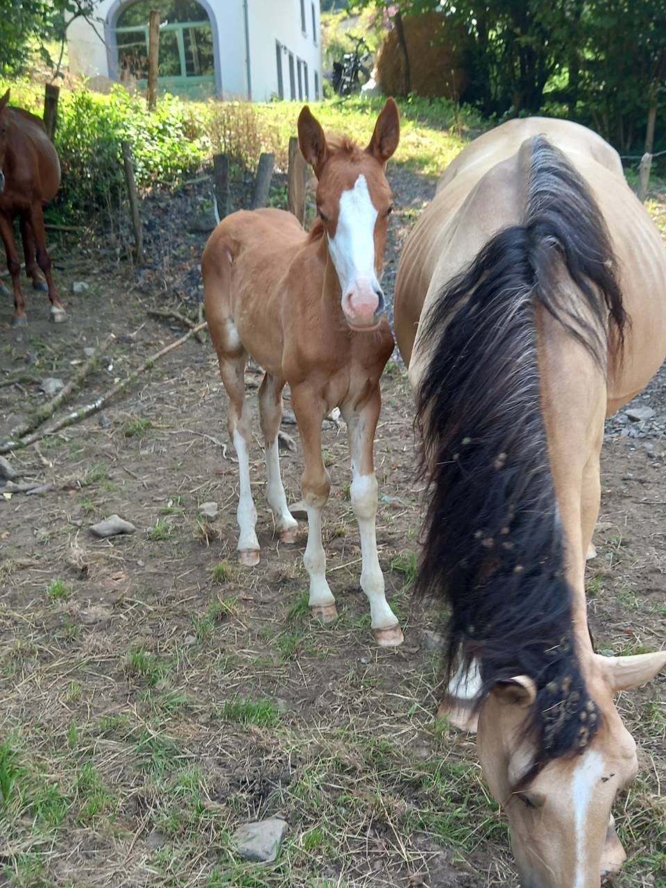 Veulen (ml) Palomino Te koop 2025 Palomino ,  Miracle du Moulin Pre