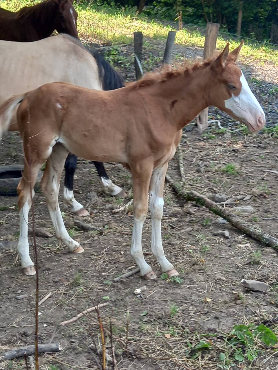 Veulen (ml) Palomino Te koop 2025 Palomino ,  Miracle du Moulin Pre
