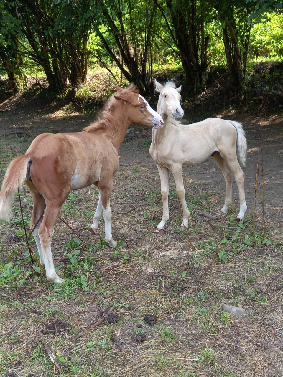 Veulen (ml) Palomino Te koop 2025 Palomino ,  Miracle du Moulin Pre