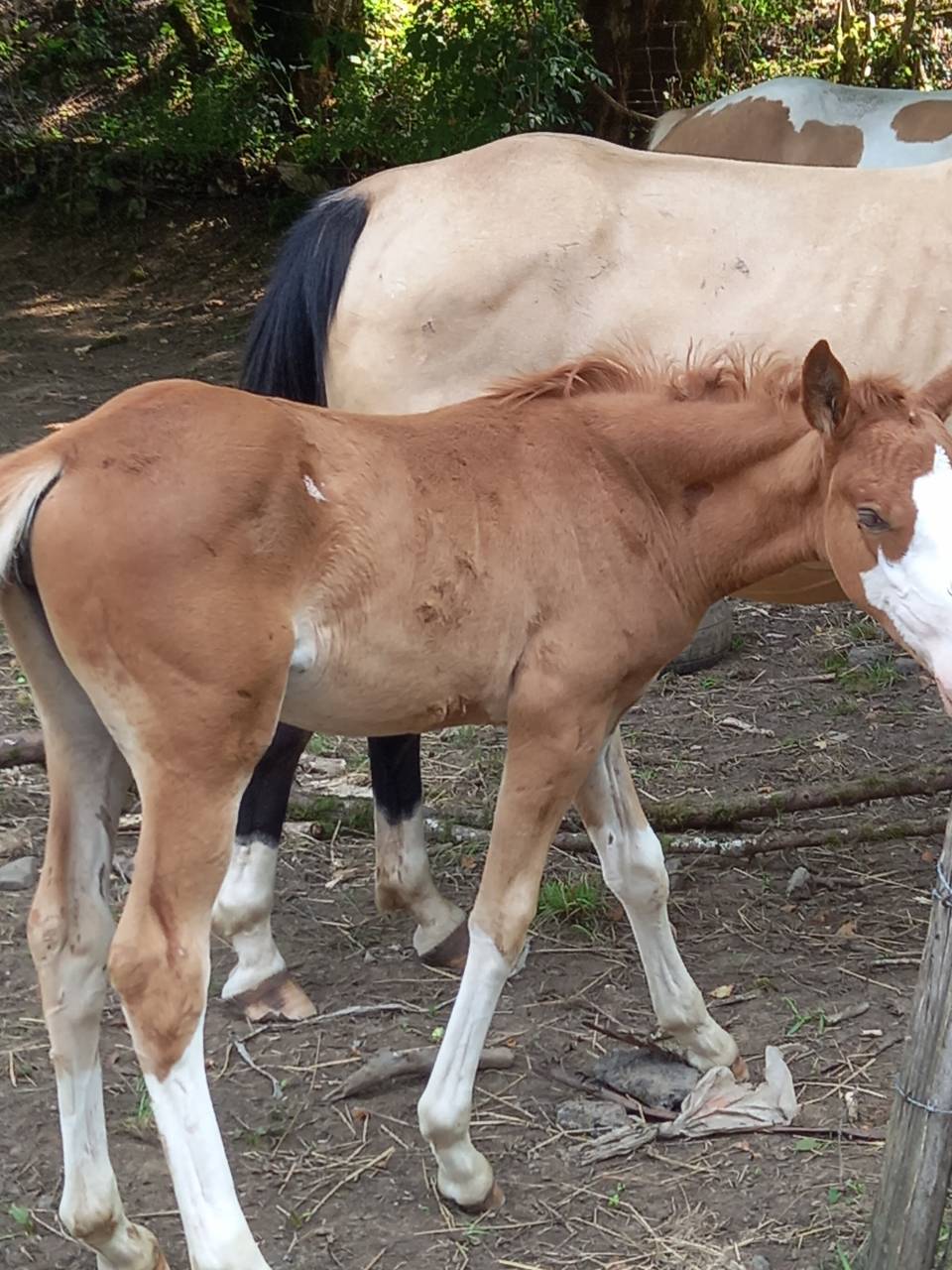 Veulen (ml) Palomino Te koop 2025 Palomino ,  Miracle du Moulin Pre