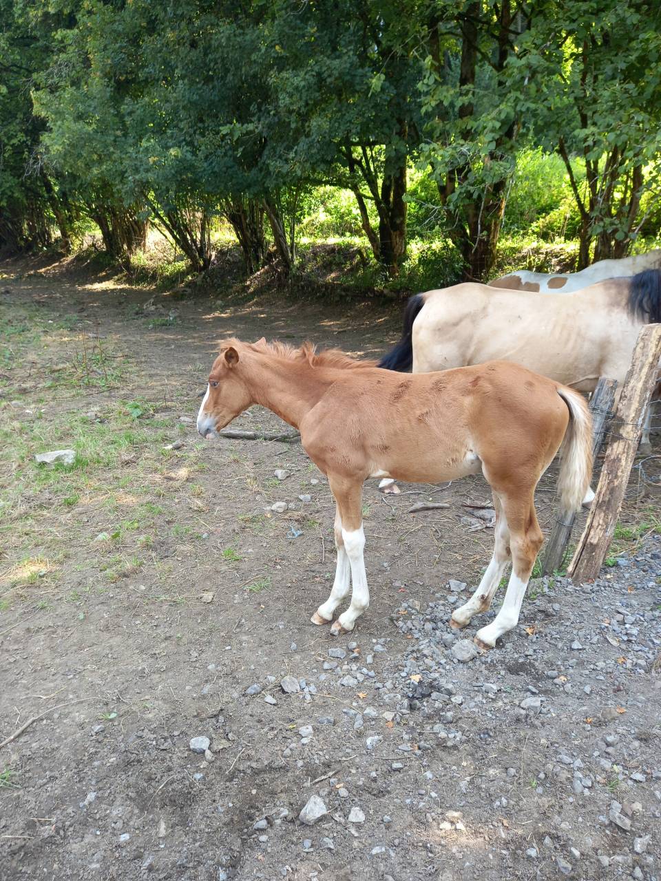 Veulen (ml) Palomino Te koop 2025 Palomino ,  Miracle du Moulin Pre