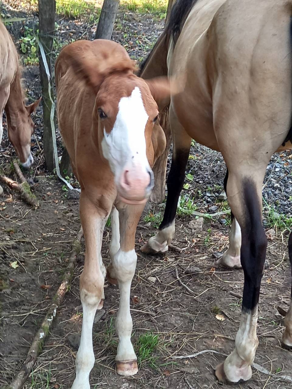 Veulen (ml) Palomino Te koop 2025 Palomino ,  Miracle du Moulin Pre