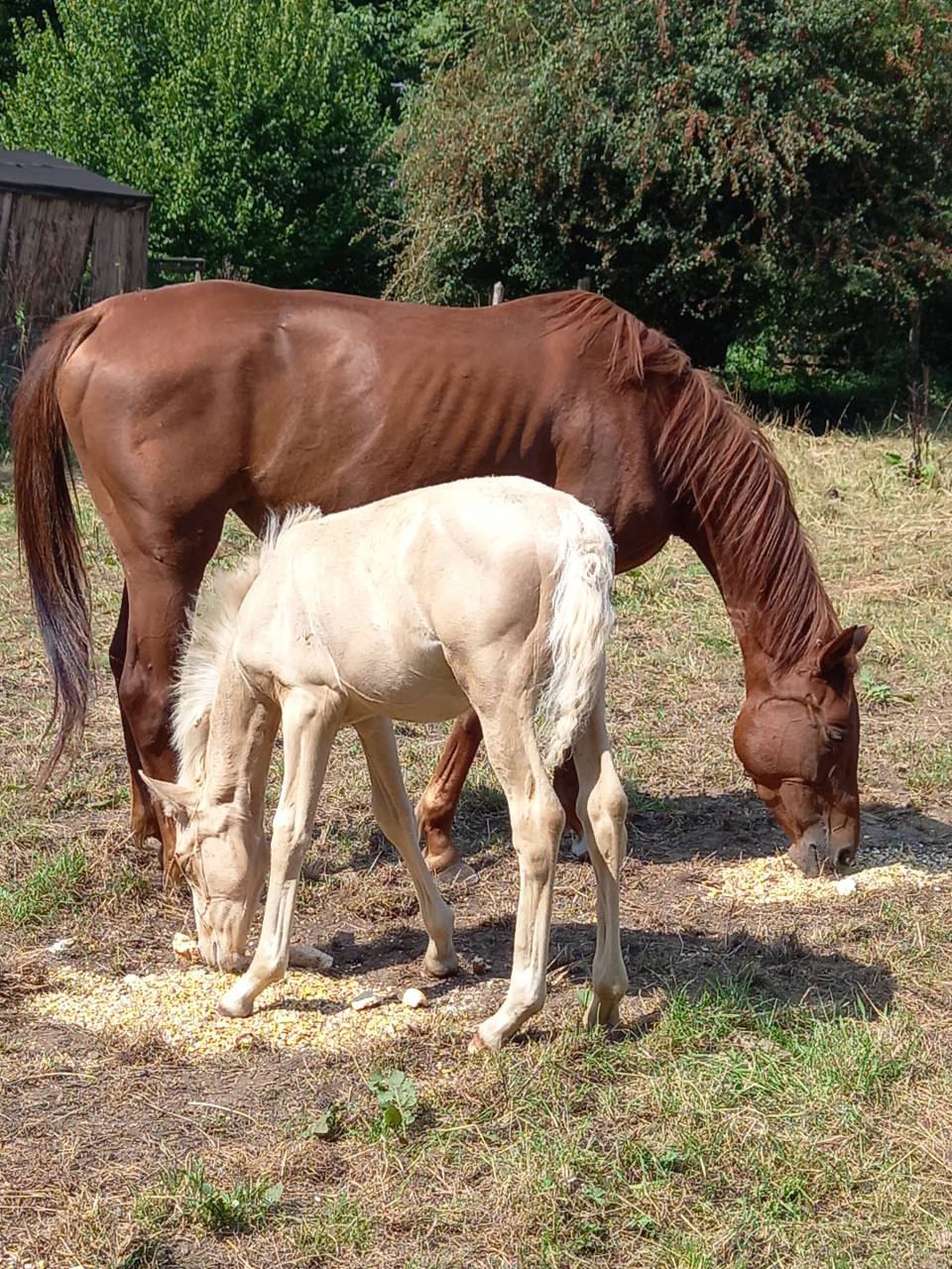 Veulen (ml) Palomino Te koop 2025 Palomino ,  Miracle du Moulin Pre