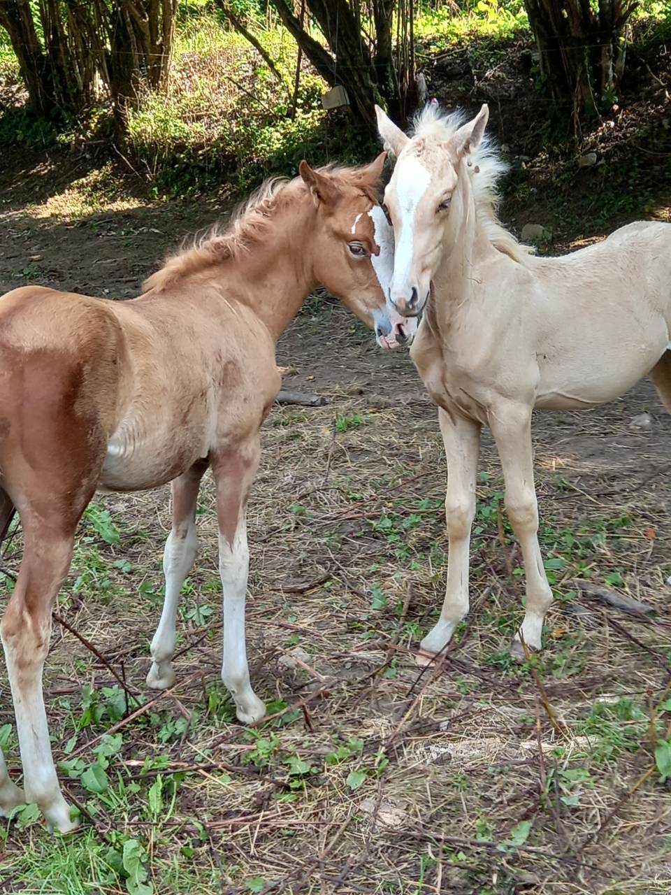 Veulen (ml) Palomino Te koop 2025 Palomino ,  Miracle du Moulin Pre