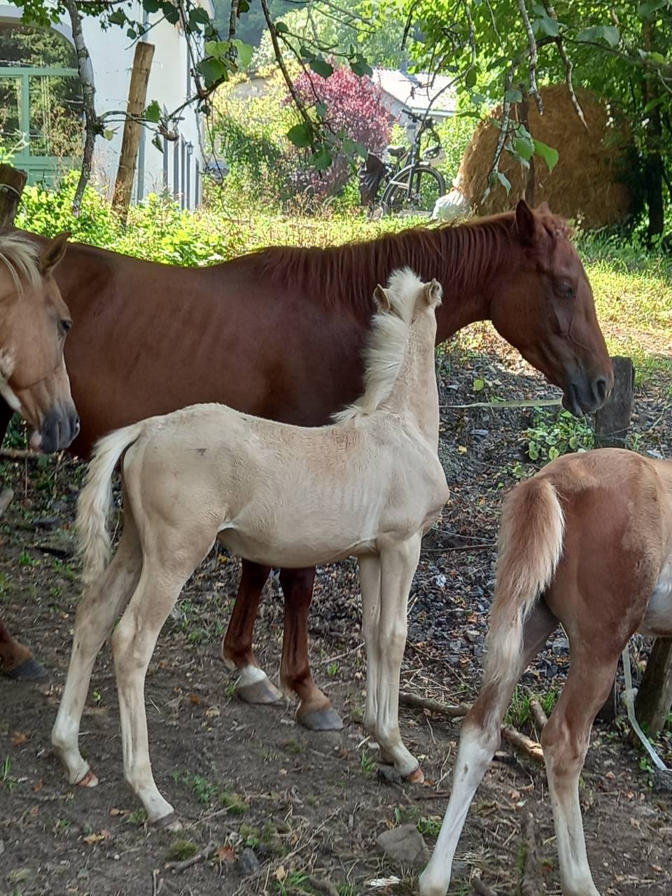 Veulen (ml) Palomino Te koop 2025 Palomino ,  Miracle du Moulin Pre