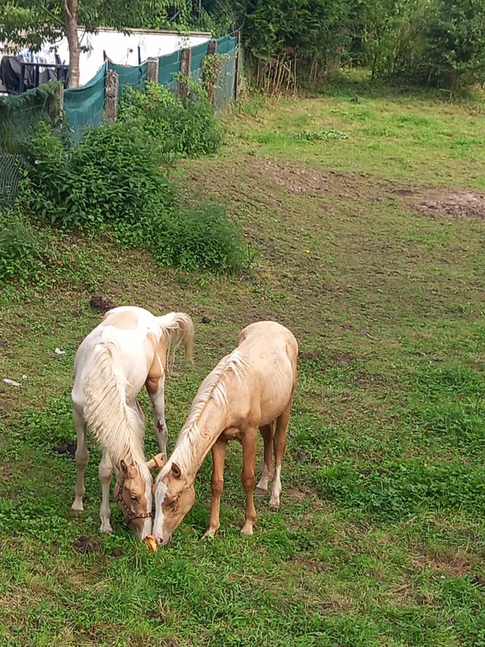 Veulen (ml) Palomino Te koop 2024 Palomino ,  Miracle du Moulin Pre