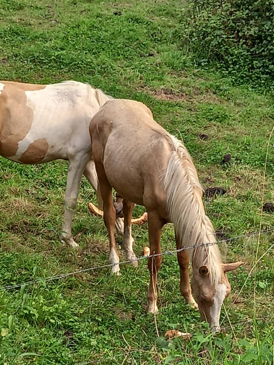 Veulen (ml) Palomino Te koop 2024 Palomino ,  Miracle du Moulin Pre