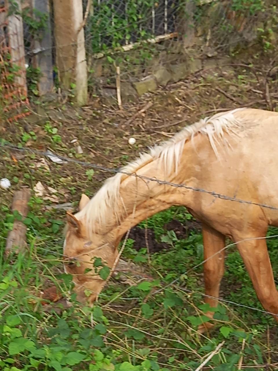 Veulen (ml) Palomino Te koop 2024 Palomino ,  Miracle du Moulin Pre