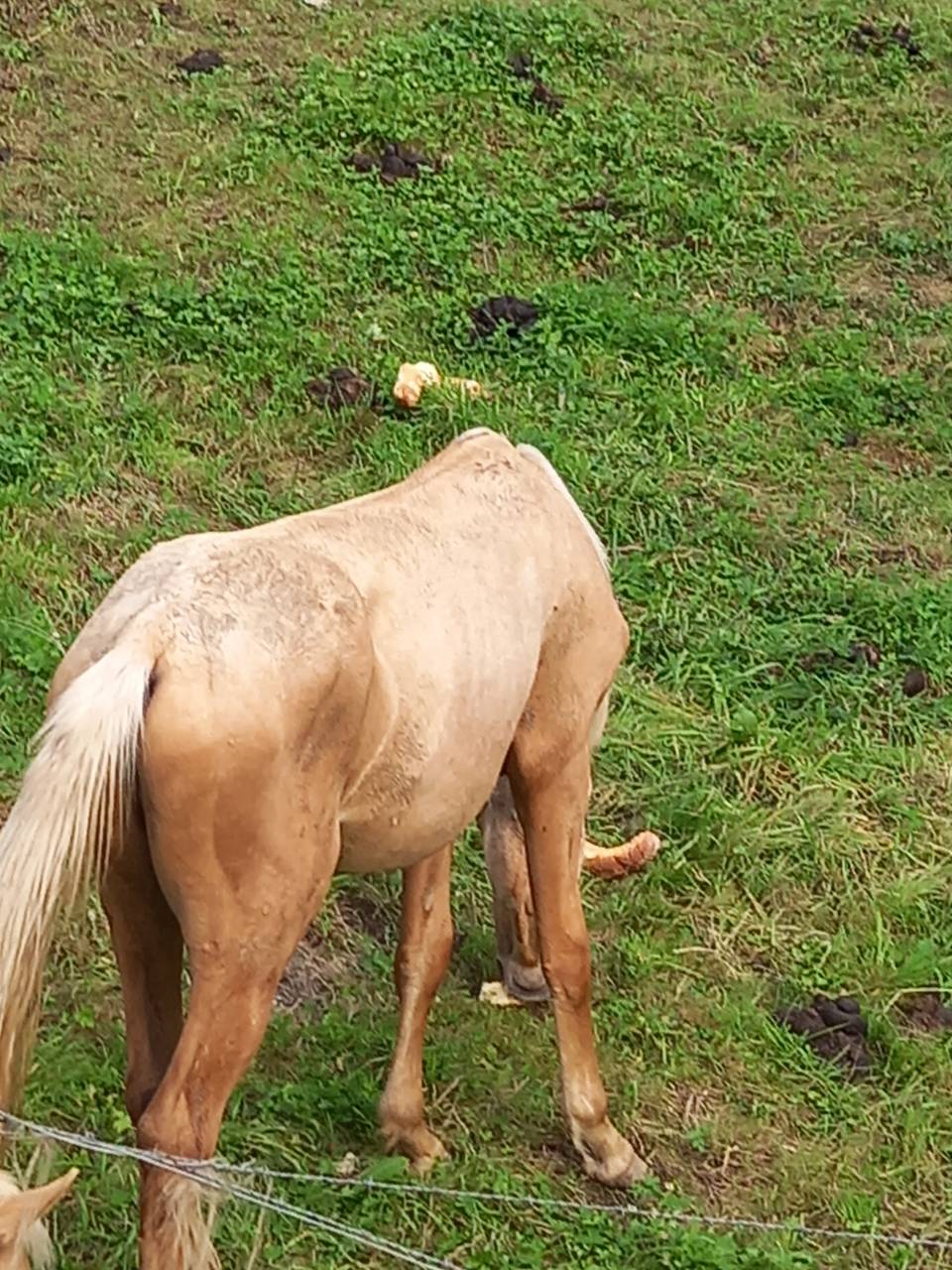 Veulen (ml) Palomino Te koop 2024 Palomino ,  Miracle du Moulin Pre