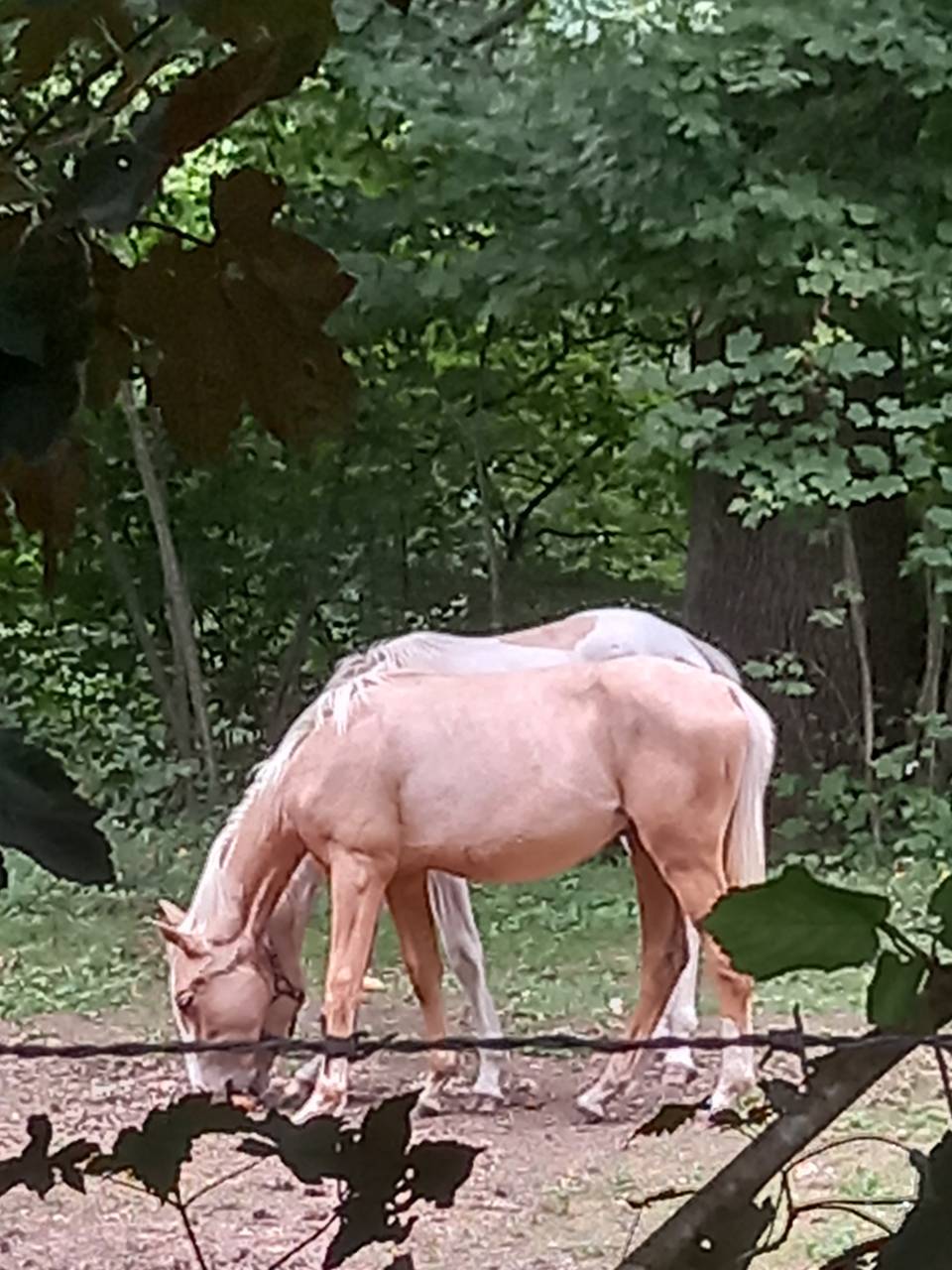 Veulen (ml) Palomino Te koop 2024 Palomino ,  Miracle du Moulin Pre