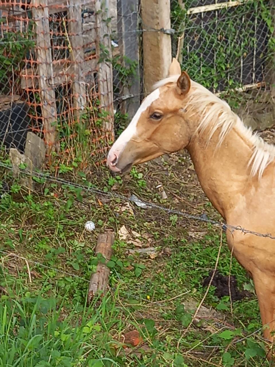 Veulen (ml) Palomino Te koop 2024 Palomino ,  Miracle du Moulin Pre