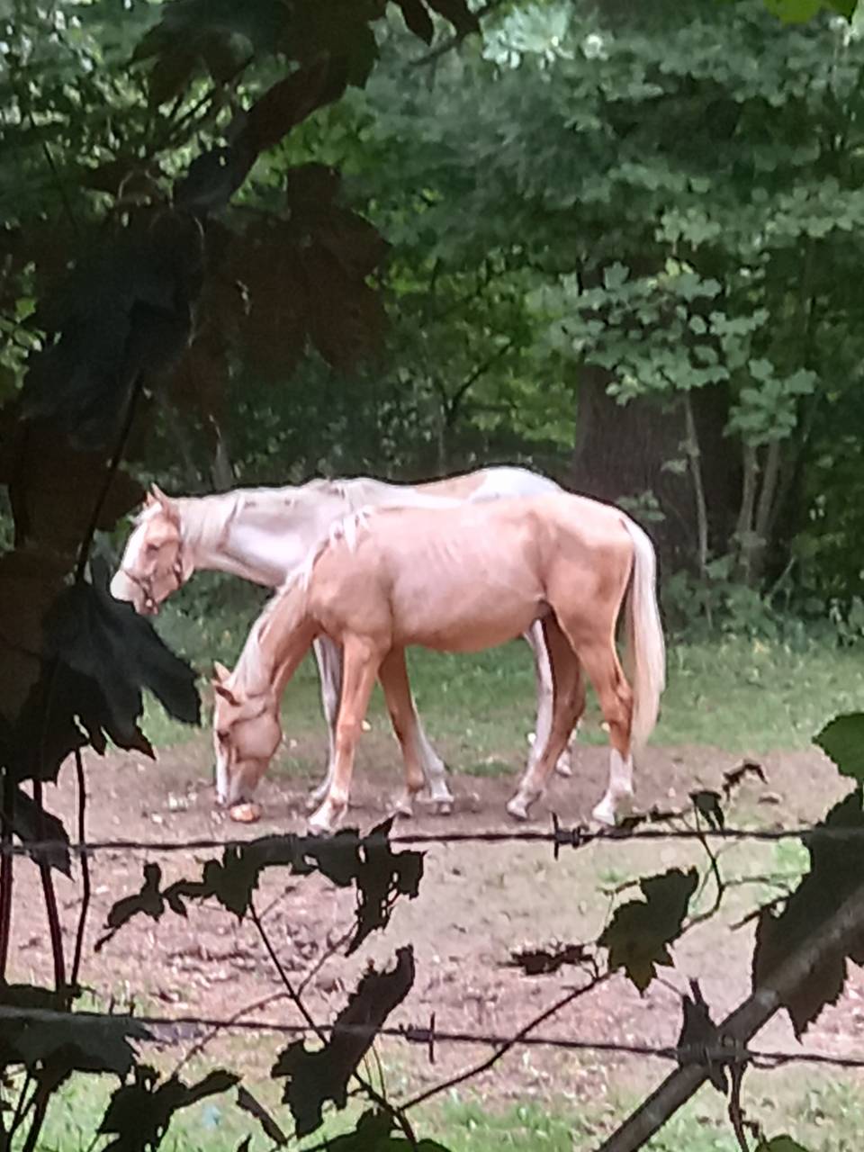 Veulen (ml) Palomino Te koop 2024 Palomino ,  Miracle du Moulin Pre