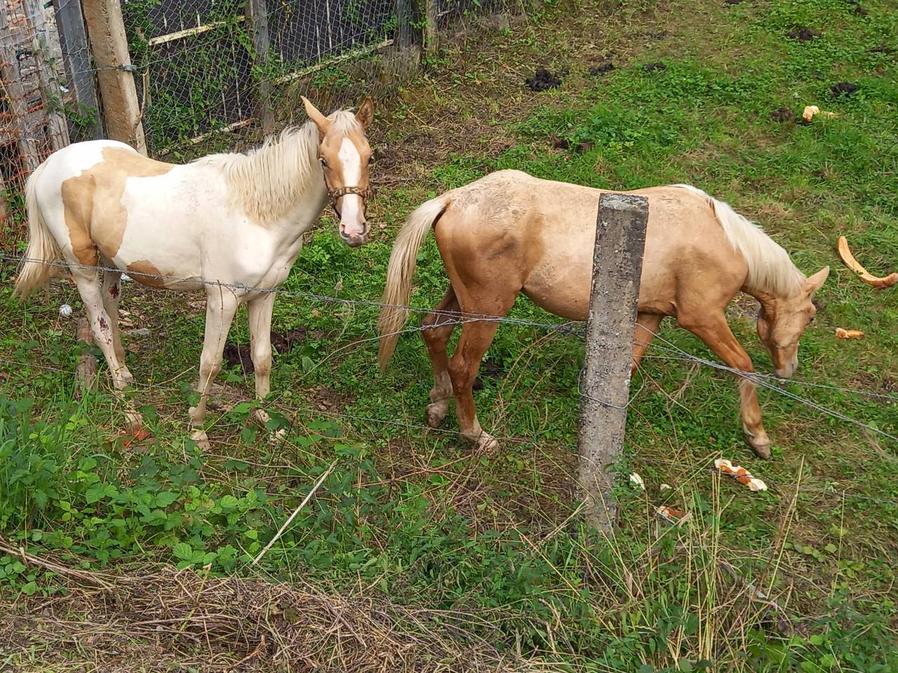 Veulen (ml) Palomino Te koop 2024 Palomino ,  Miracle du Moulin Pre