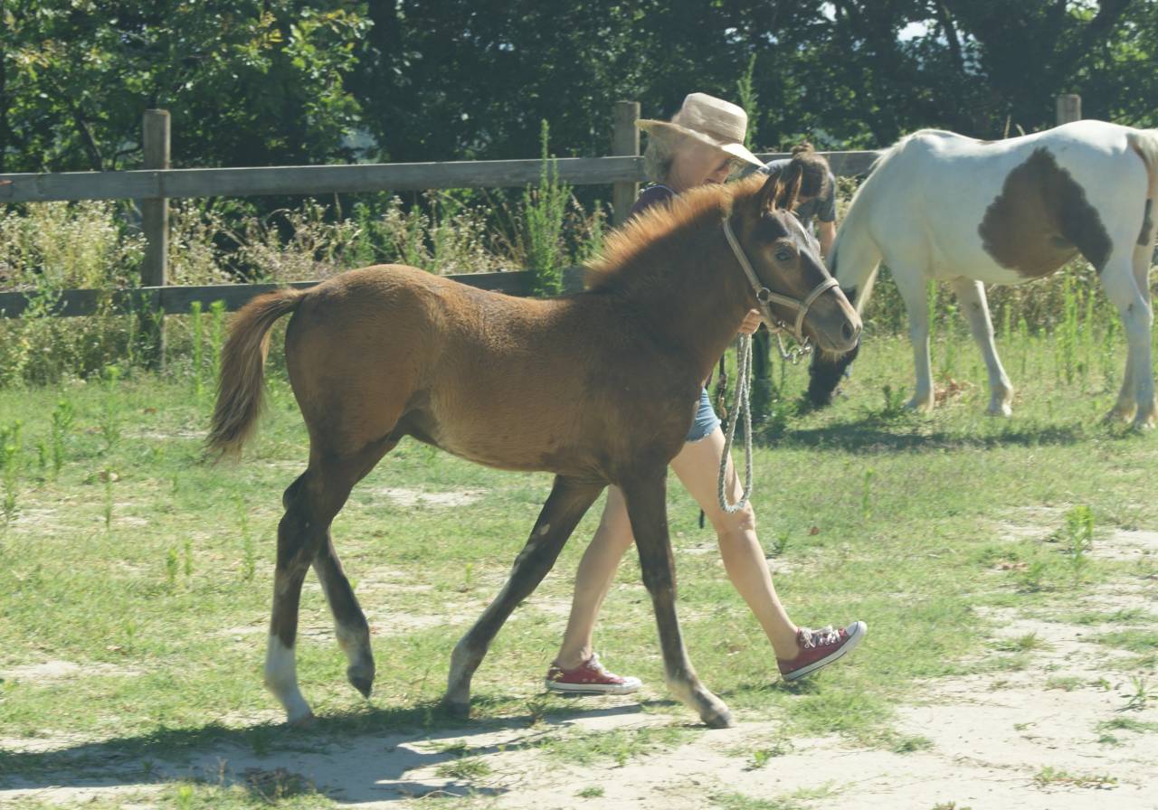 Veulen (ml) New Forest Te koop 2025 Koffie vos ,  KENNEDY Bournon Bell
