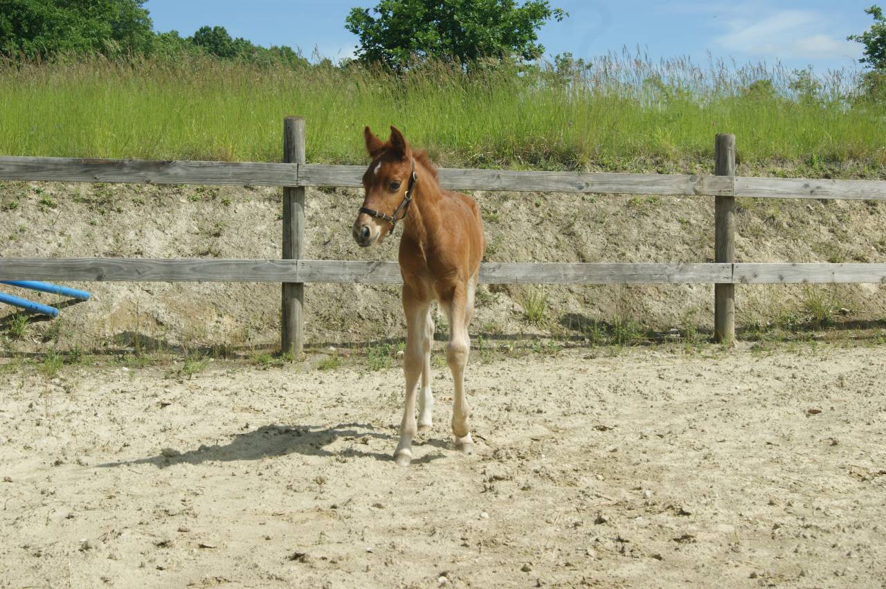 Veulen (ml) New Forest Te koop 2025 Koffie vos ,  KENNEDY Bournon Bell