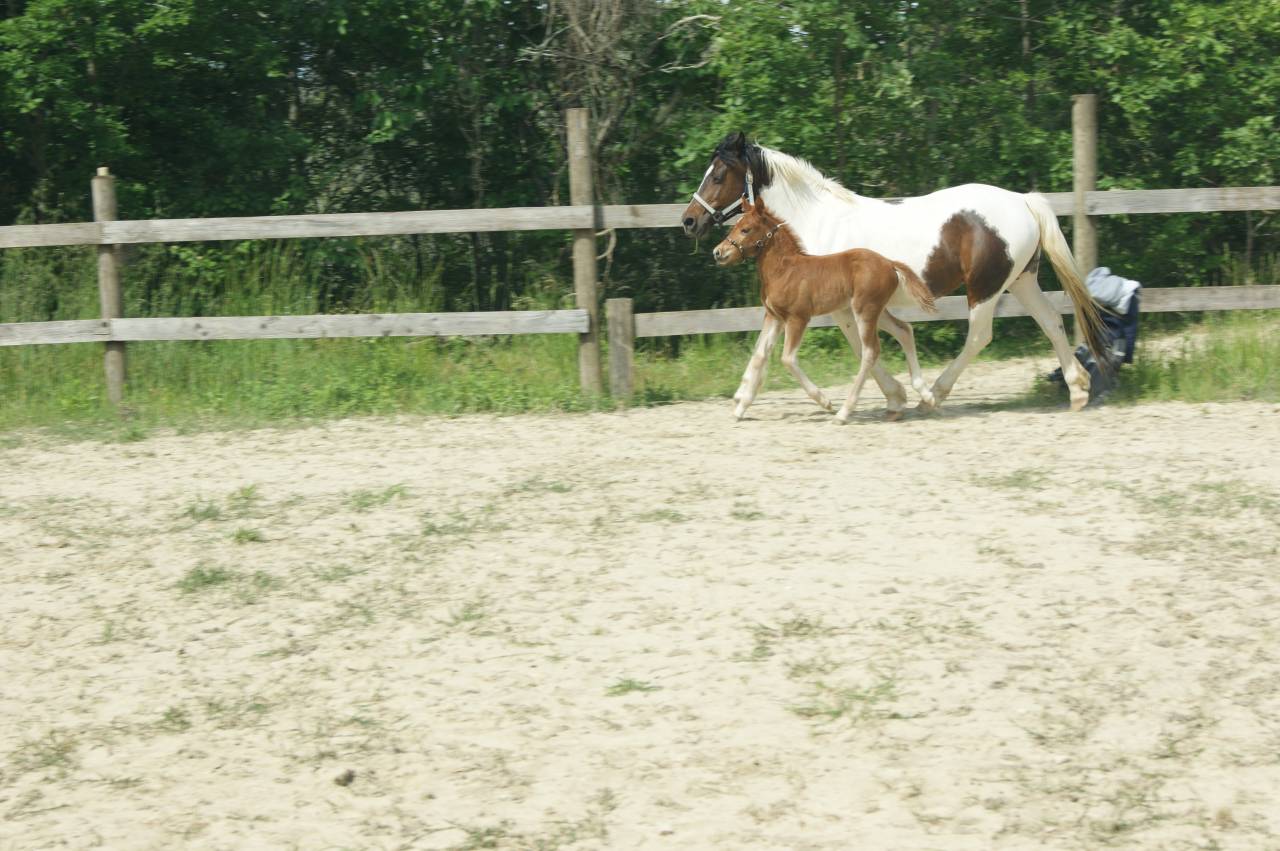 Veulen (ml) New Forest Te koop 2025 Koffie vos ,  KENNEDY Bournon Bell