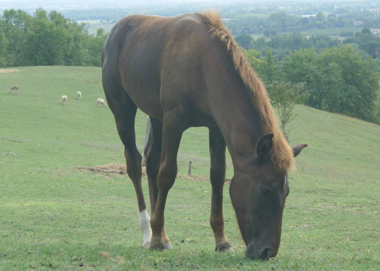 Veulen (ml) New Forest Te koop 2025 Koffie vos ,  KENNEDY Bournon Bell