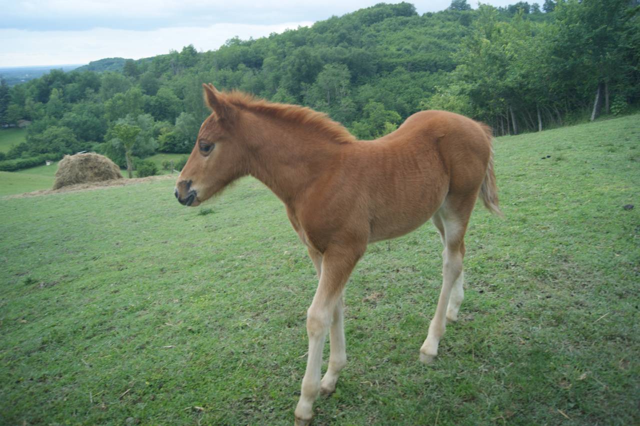 Veulen (ml) New Forest Te koop 2025 Koffie vos ,  KENNEDY Bournon Bell
