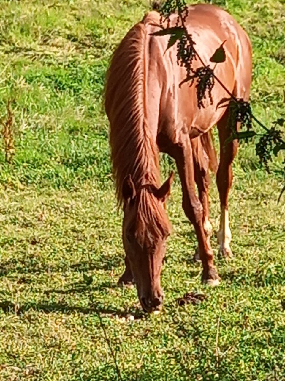 Merrie Palomino Te koop 2022 Vos