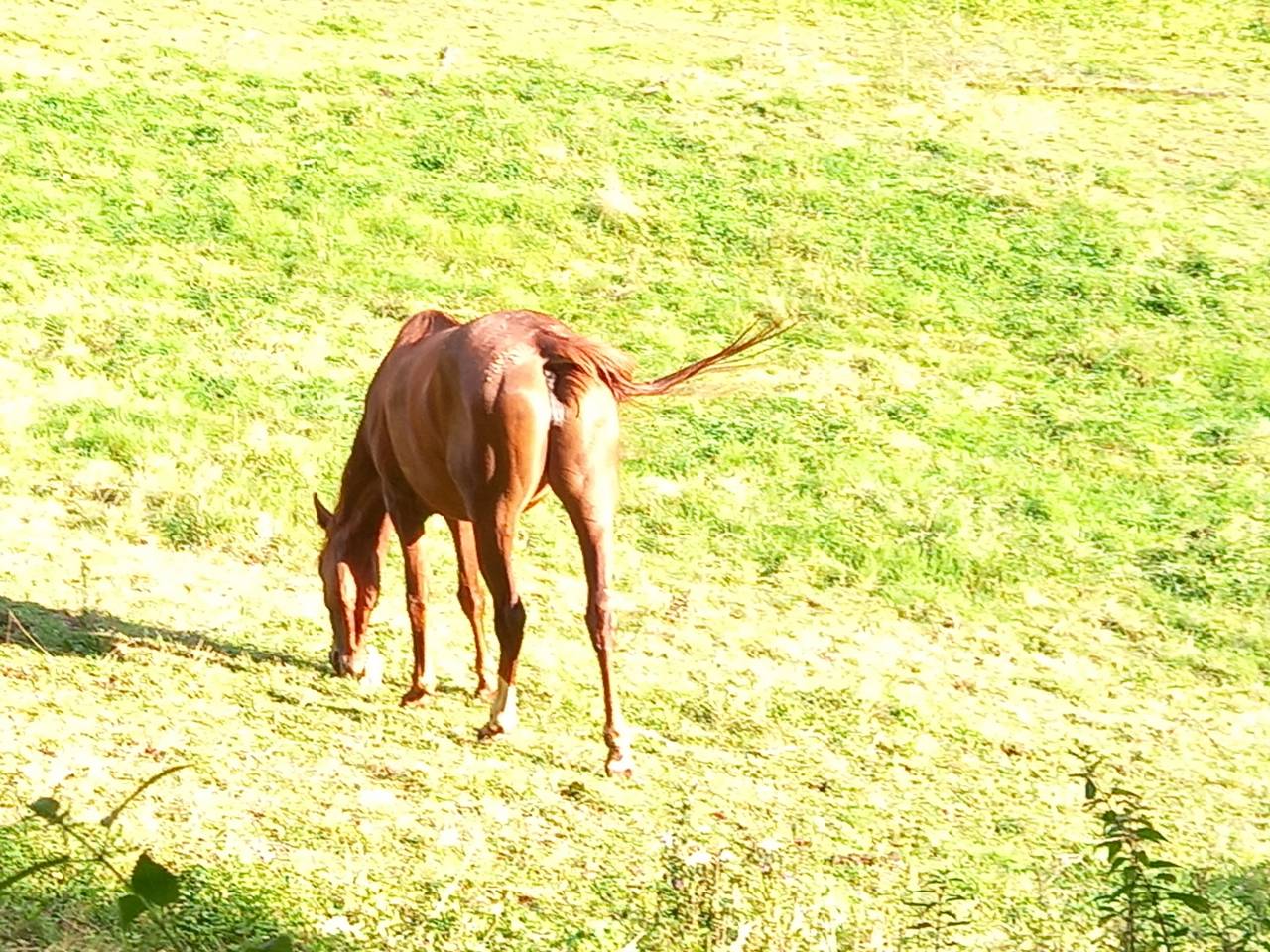 Merrie Palomino Te koop 2022 Vos