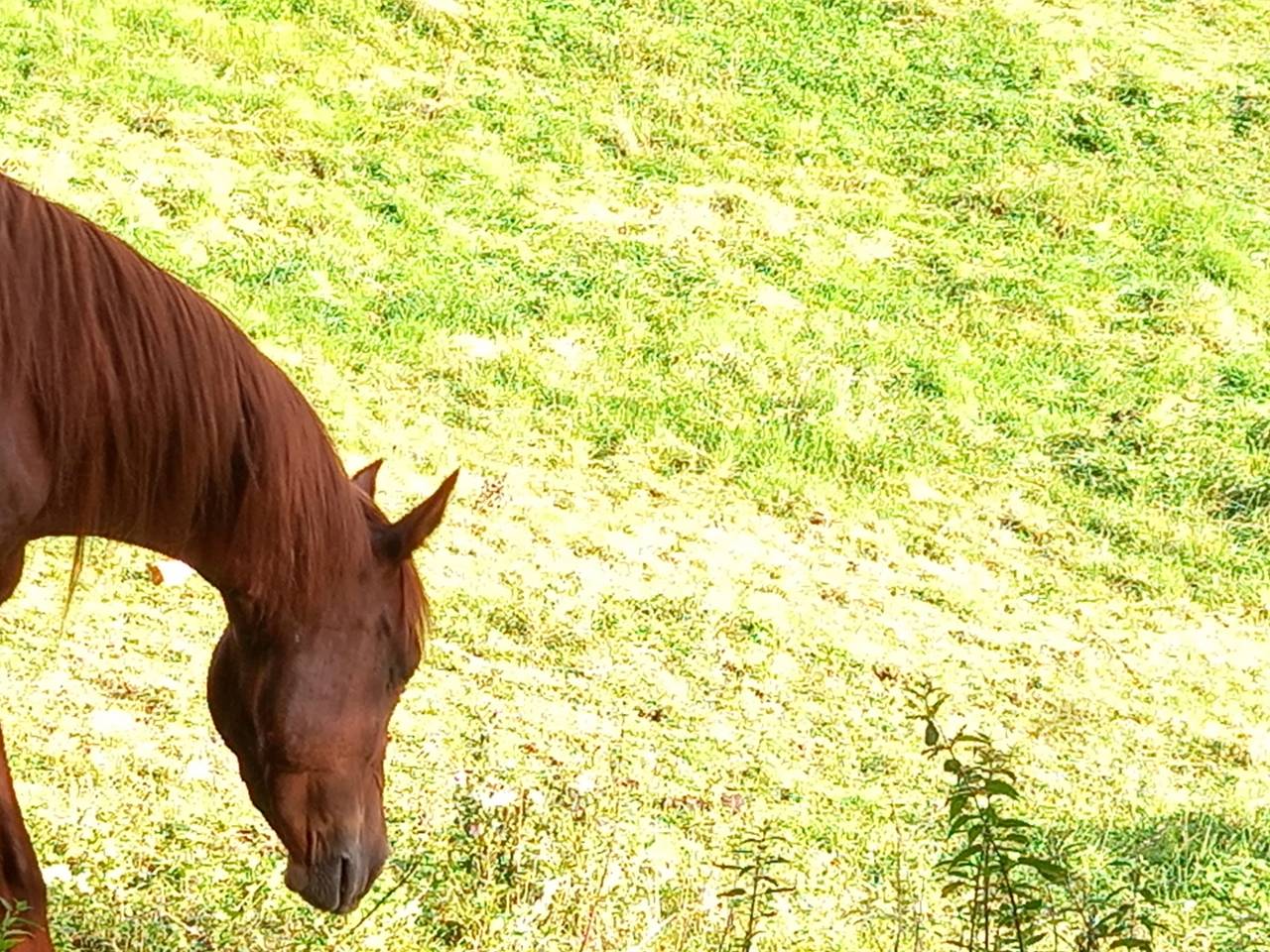 Merrie Palomino Te koop 2022 Vos