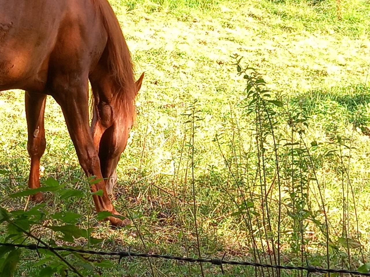 Merrie Palomino Te koop 2022 Vos