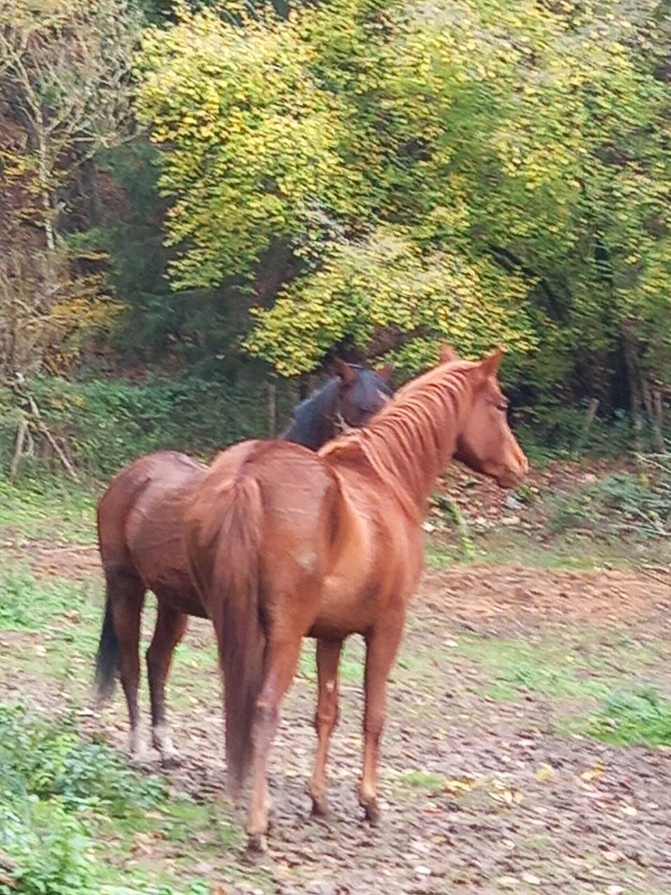Merrie Palomino Te koop 2022 Vos