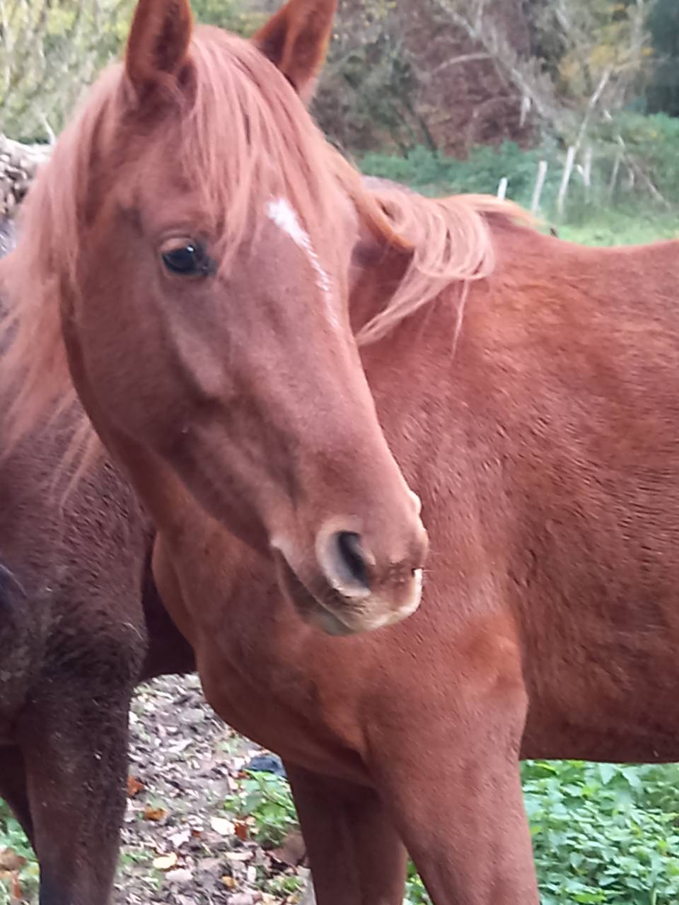 Merrie Palomino Te koop 2022 Vos