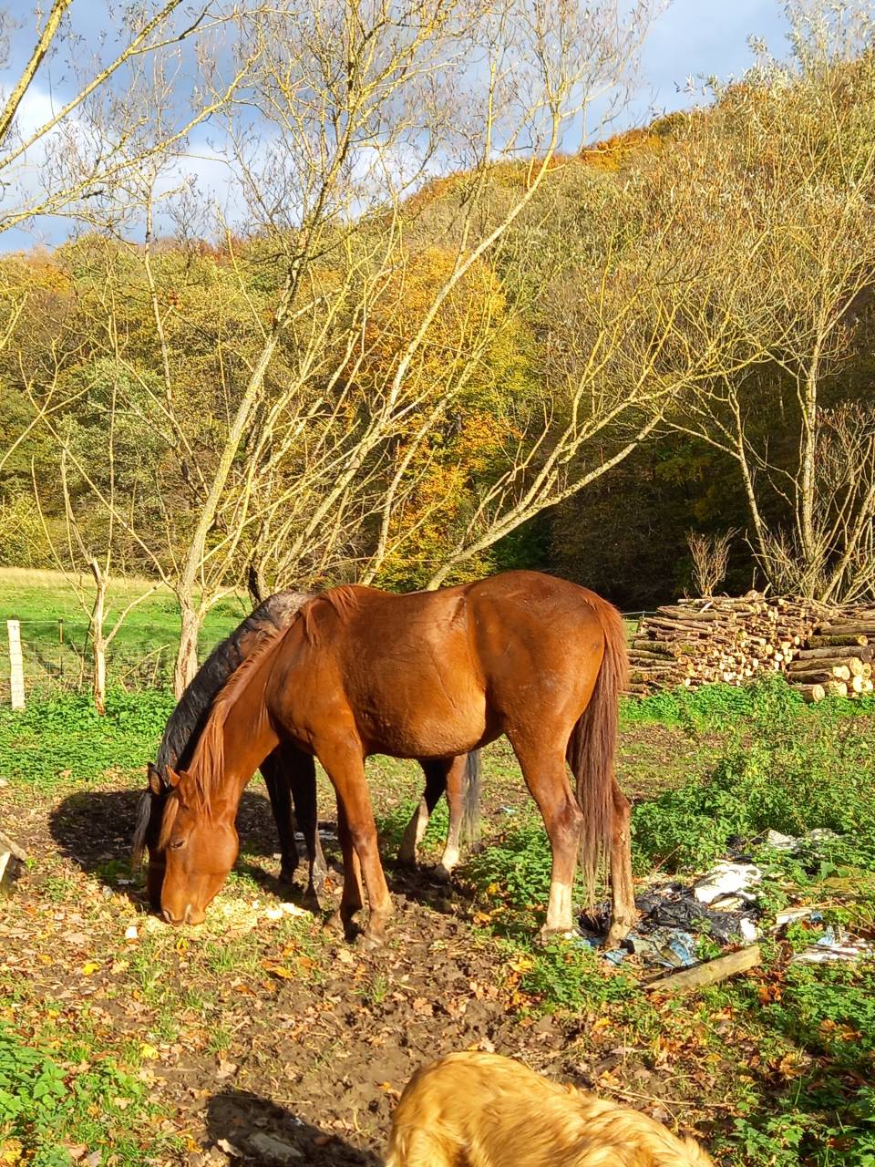 Merrie Palomino Te koop 2022 Vos