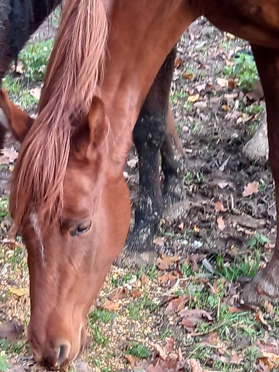 Merrie Palomino Te koop 2022 Vos