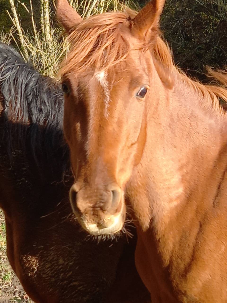 Merrie Palomino Te koop 2022 Vos