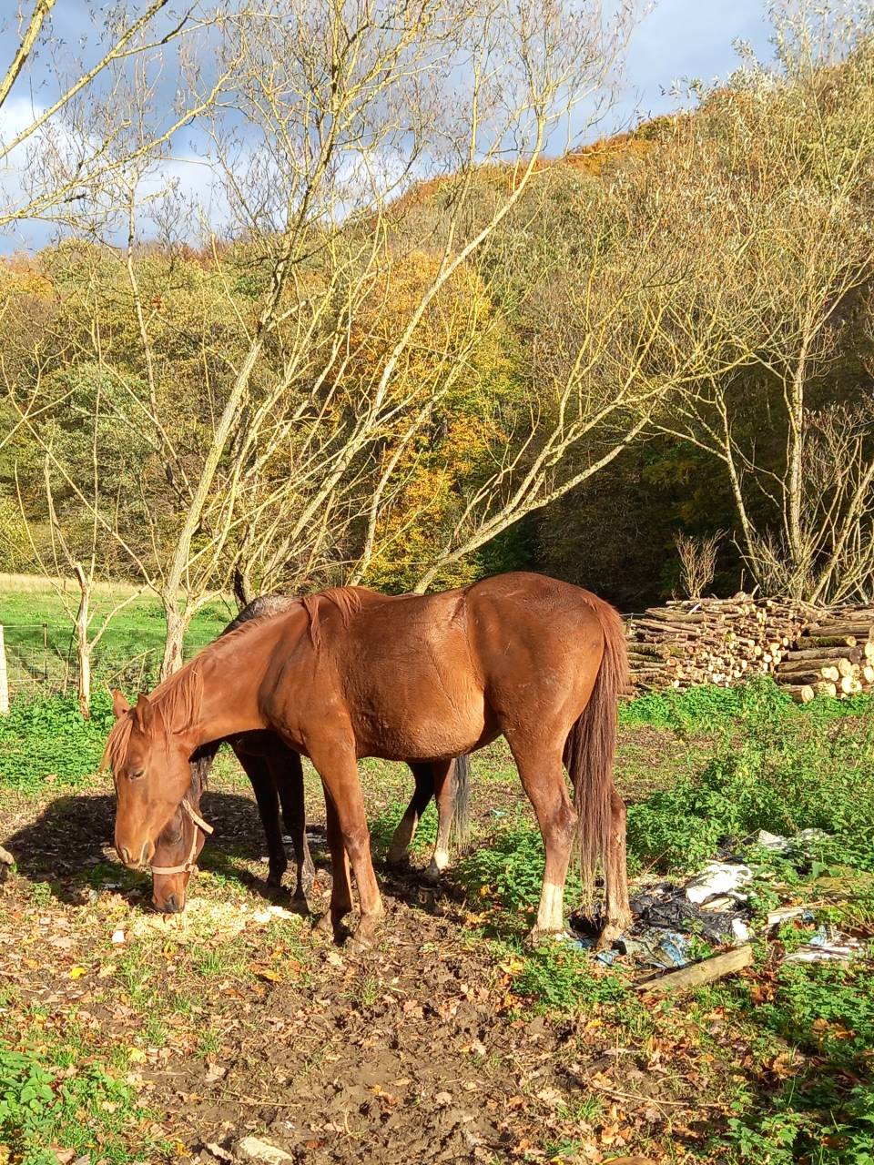 Merrie Palomino Te koop 2022 Vos