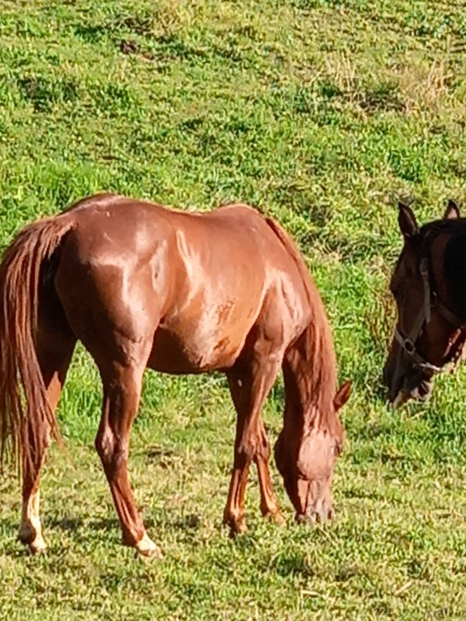 Merrie Palomino Te koop 2022 Vos