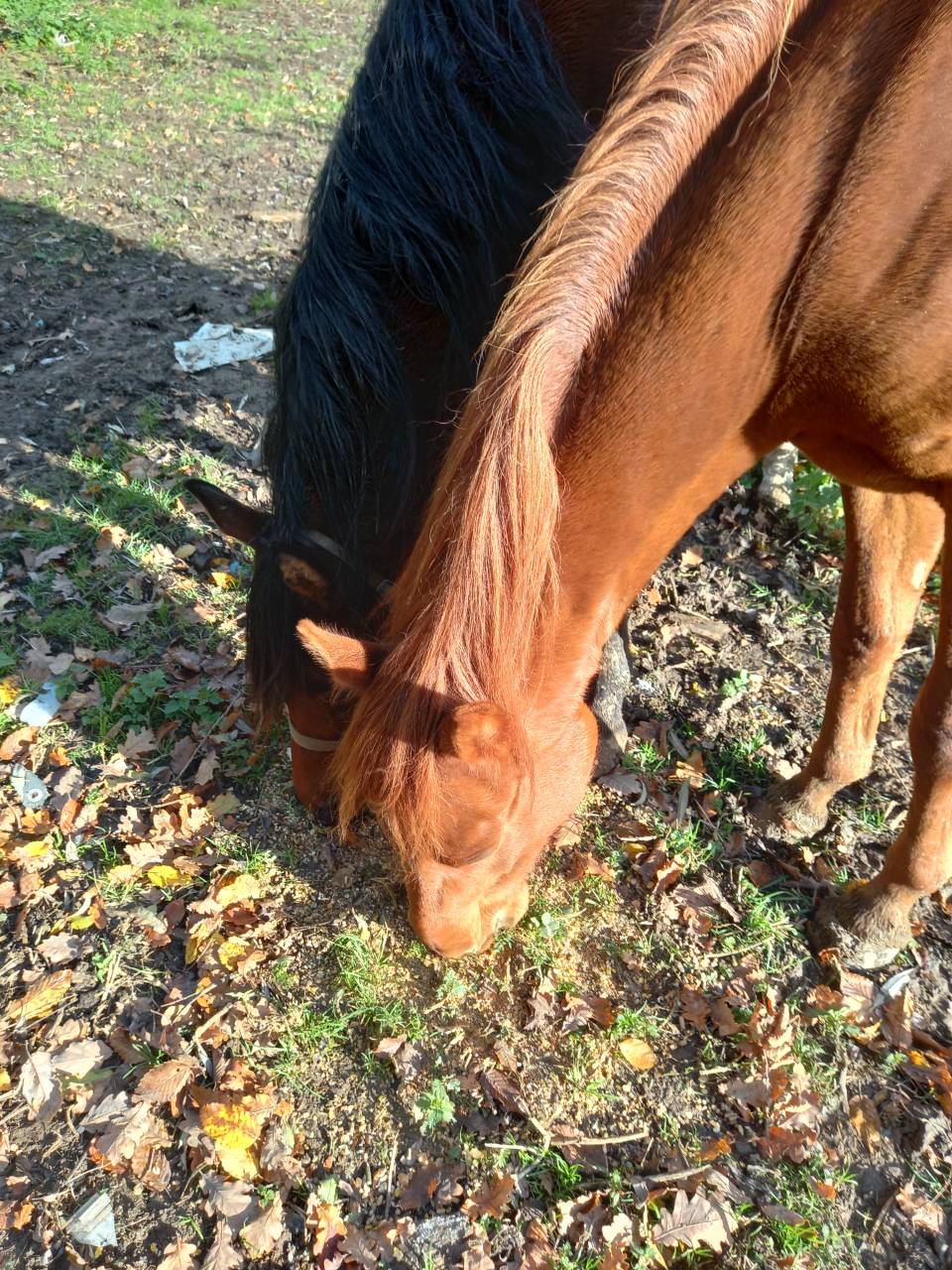 Merrie Palomino Te koop 2022 Vos