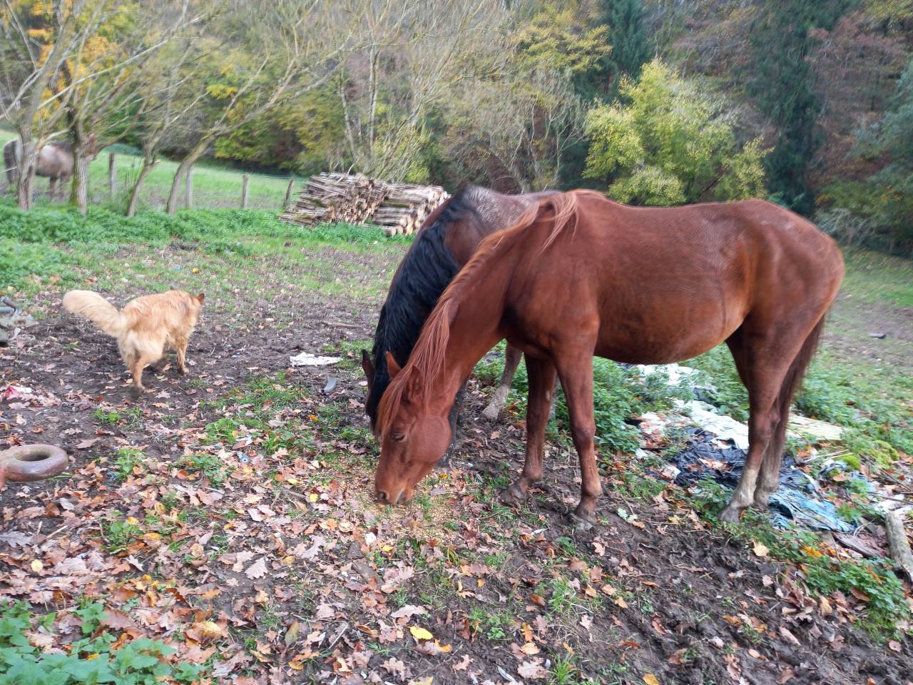 Merrie Palomino Te koop 2022 Vos