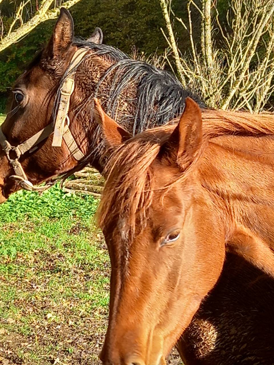 Merrie Palomino Te koop 2022 Vos